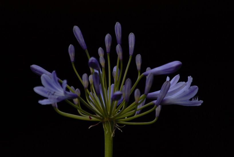 Contrast by Anke Winters