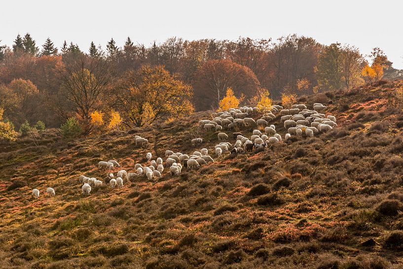 Sheep herd on the Veluwe in autumn by Mayra Fotografie