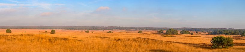 Asselsche Heide panoramisch uitzicht over de uitgestrekte vlaktes tijdens van Sjoerd van der Wal Fotografie