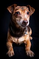 Der alte Jack Russel