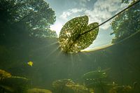 Underwater landscape