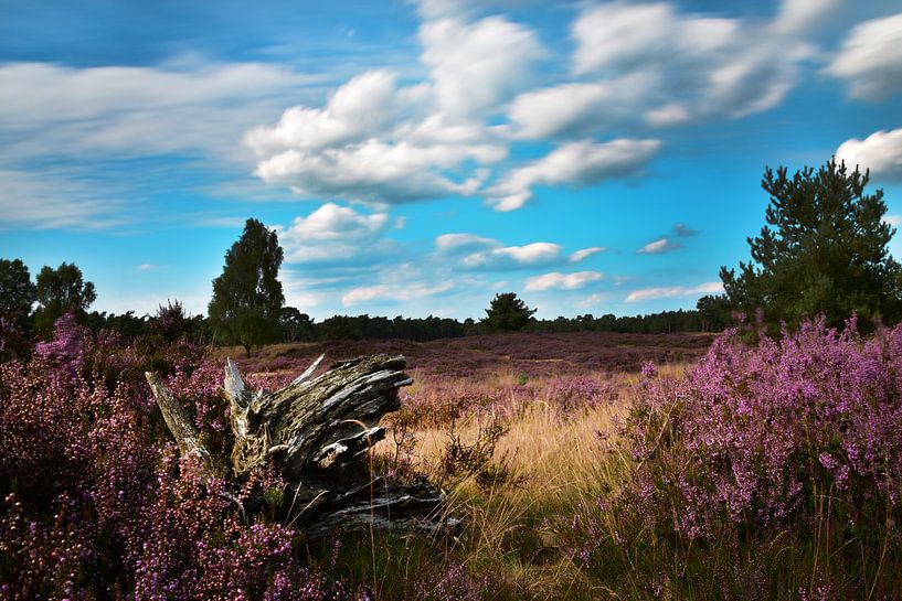 Utrecht Ridge Bornia by Mascha Boot