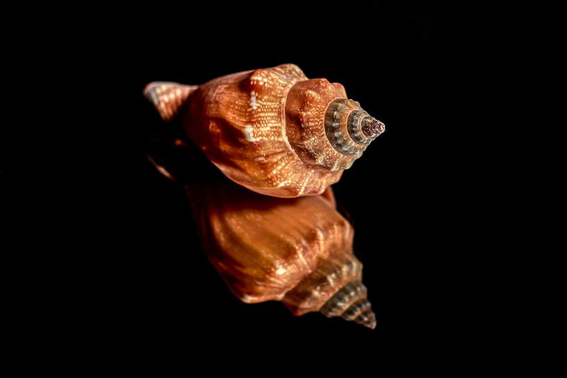 Shells on black mirror by Liberty Biesma