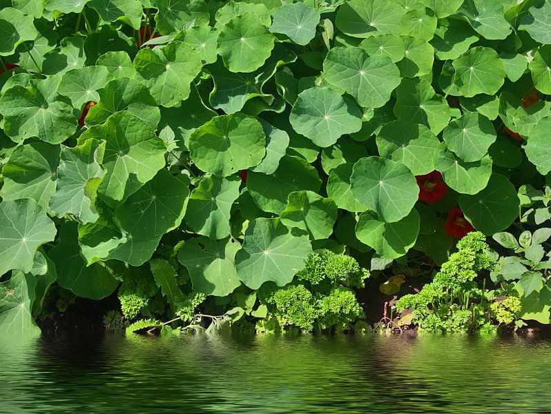 Capucine par Edgar Schermaul