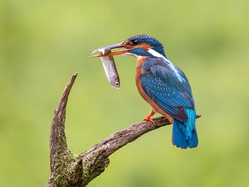 Martin-pêcheur sur une branche avec un poisson par Manuel Weiter