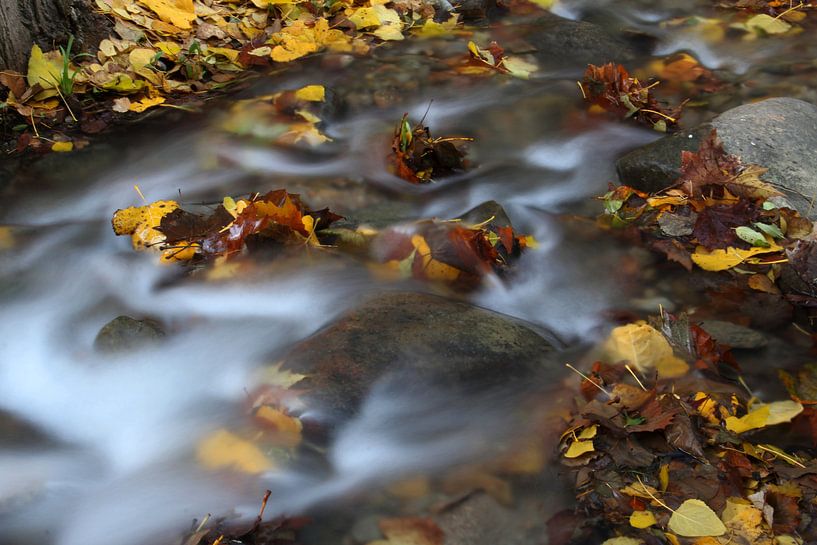 Rio Daro van Cornelis (Cees) Cornelissen