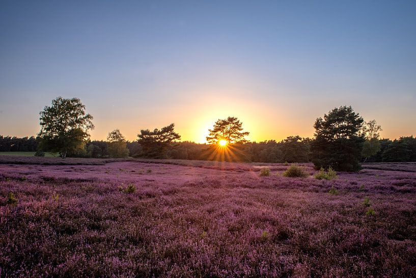 Heideblüte im Sonnenuntergang von Tanja Riedel
