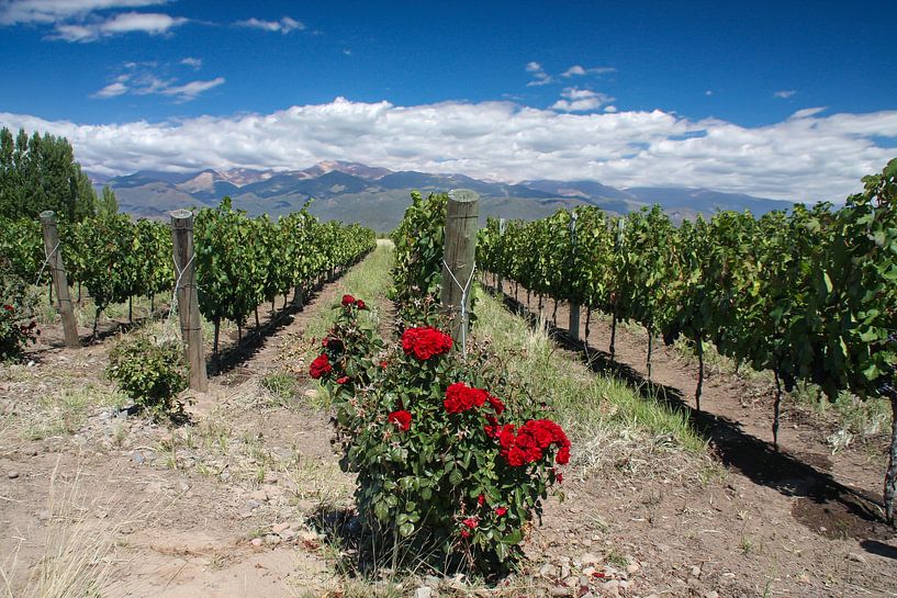 Roses in vineyard near Mendoza, Argentina by Erwin's Travel Photography
