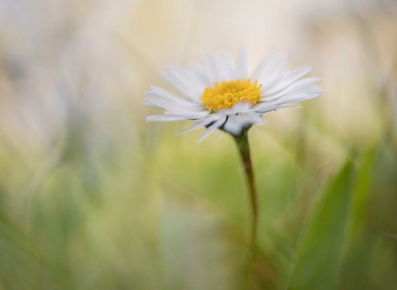 daisy by Remco loeffen