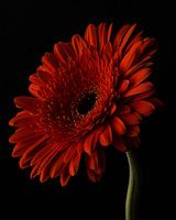 Orange Gerbera vor dunklem Hintergrund