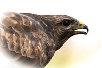 Porträt eines Bussards