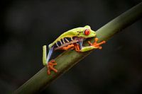Frosch aus Costa Rica