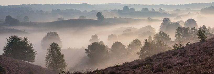 Panorama eines nebligen Morgens auf der lila Posbank von Martin Bredewold