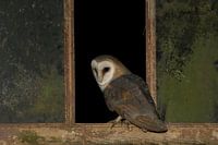 Barn owl