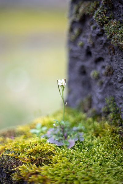 Friedhof Cochem von MSP Canvas