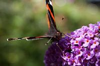 Drinkende Dagpauwoog