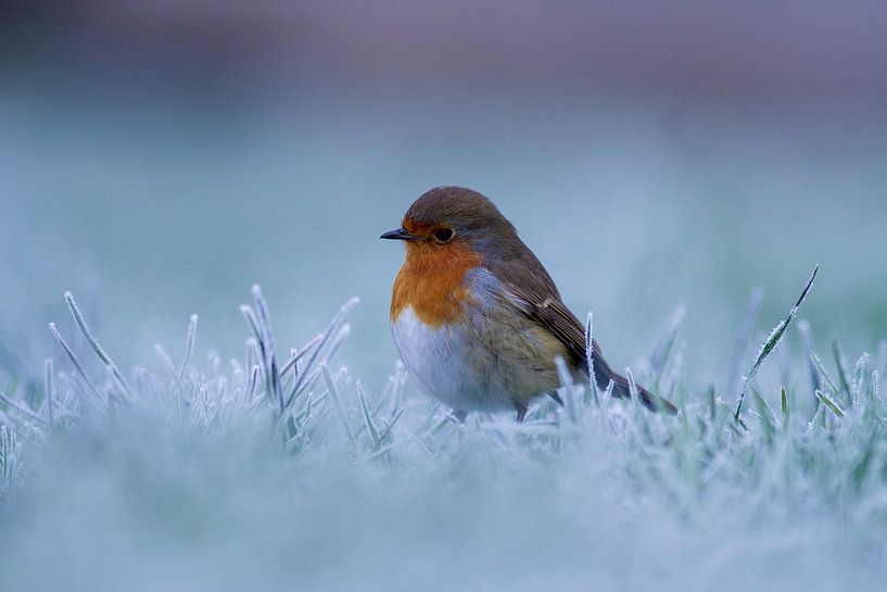 Robin en hiver par Berend Drent