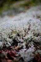 Stille in der Struktur - Schwedische Natur aus der Nähe von Nordic Details 004