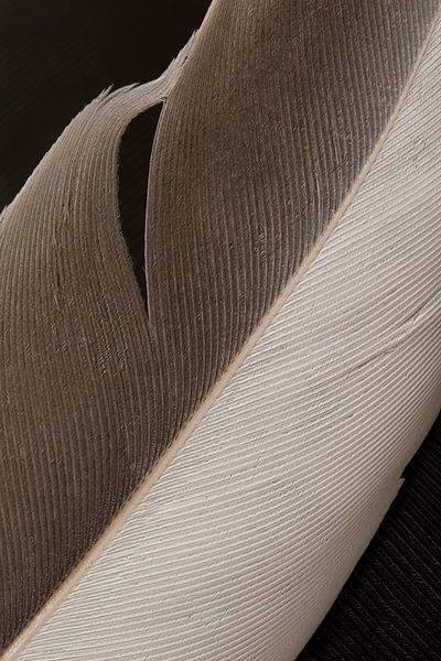 Die Schönheit der Unvollkommenheit einer einfachen Feder mit Brauntönen von Marjolijn van den Berg