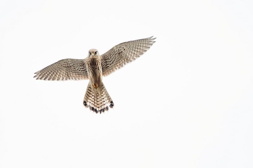 Turmfalke im Flug von Danny Slijfer Natuurfotografie