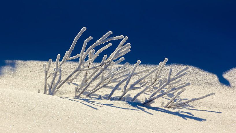 Takken met sneeuw, Noorwegen van Adelheid Smitt