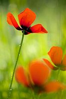 Poppy love -  Klaproos