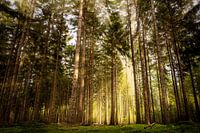 I can see the light!