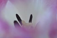 Tulipe rose néerlandaise