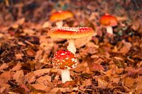 Rouge avec des points blancs