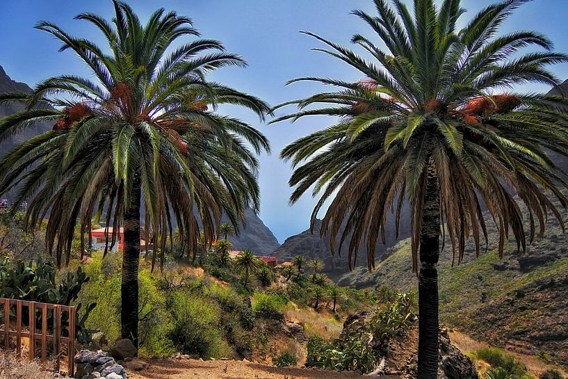 Die Masca-Schlucht auf Teneriffa von Maickel Dedeken