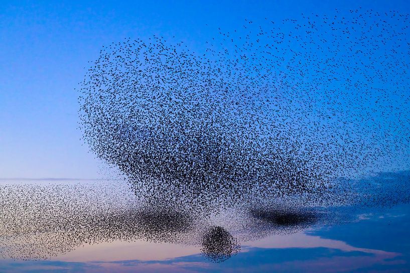 Spreeuwen zwerm in de lucht tijdens zonsondergang van Sjoerd van der Wal Fotografie