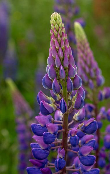 Lupin, Norway by Adelheid Smitt