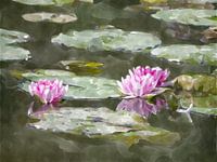 Seerosen bei Sonnenaufgang