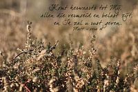 Bible text Matthew 11 verse 28 State translation