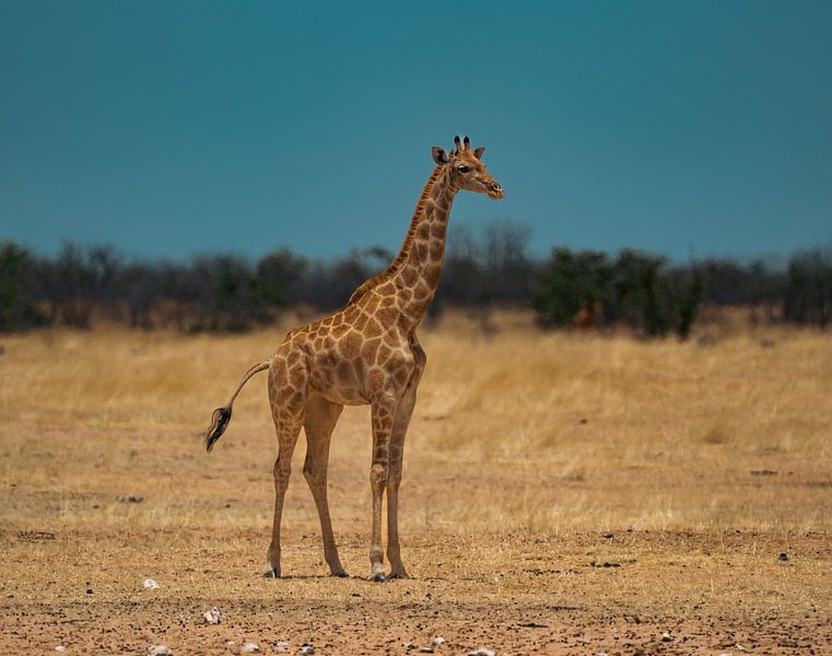 Girafe africaine en Namibie, Afrique par Patrick Groß
