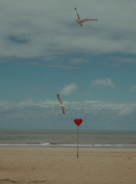 Danse des mouettes par angelo adriaenssens