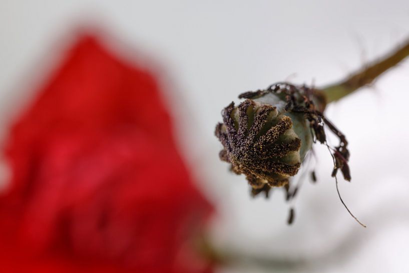 poppy capsule by Rolf Pötsch