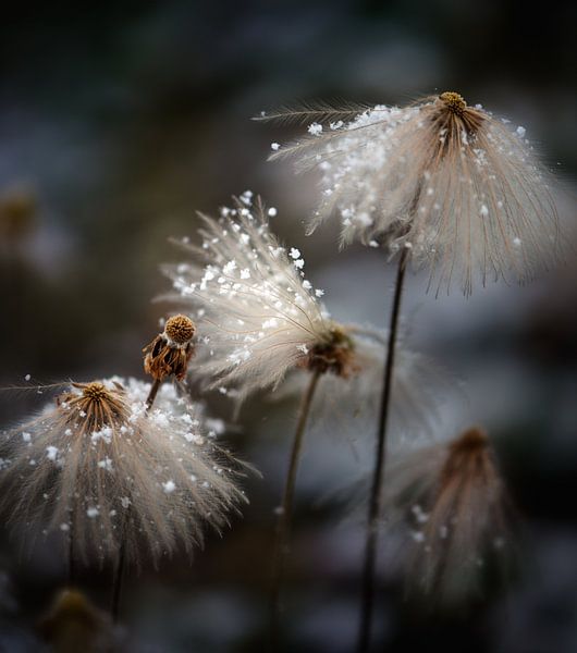 La nouvelle robe par Shenshen Dou