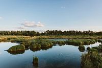 Niederländische Landschaft | Biesbosch