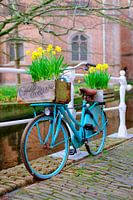 Dutch bicycle with daffodils