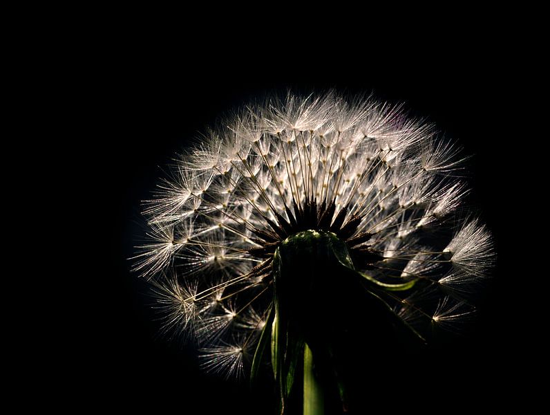 Dandelion Lice Ball Dandelion by Corinne Welp