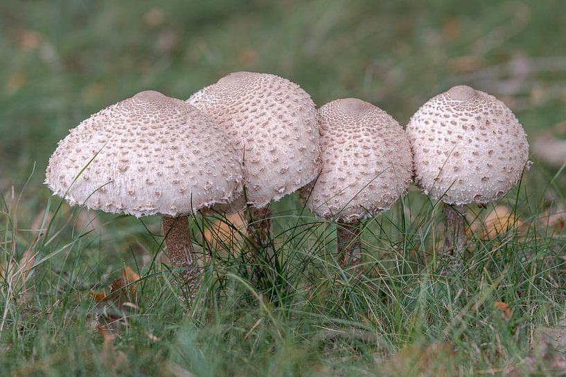 Four large umbrella mushrooms in the grass (focus stacking) by Jolanda Aalbers
