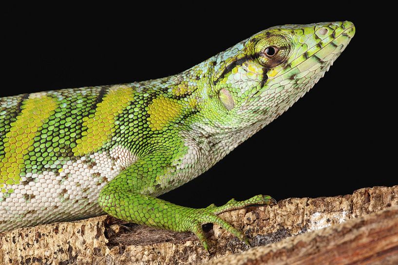 Marmor-Leguan (Polychrus marmoratus) von Ronald Pol