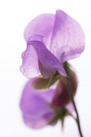 Lathyrus/Pois doux