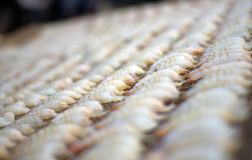 Garnalen von Andrew Chang