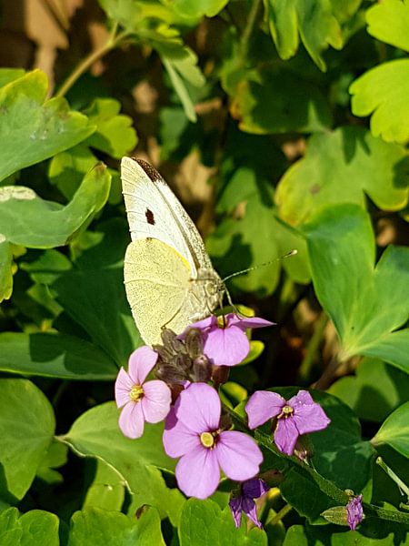 Vlinder  von Joelle van Buren