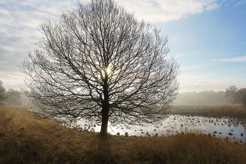 Tree in dawn by Jan Linskens