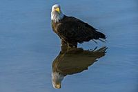 Aigle à queue blanche d'Amérique avec reflet dans l'eau