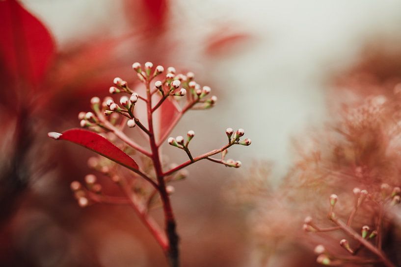 Bulbes rouges par Hiske Boon