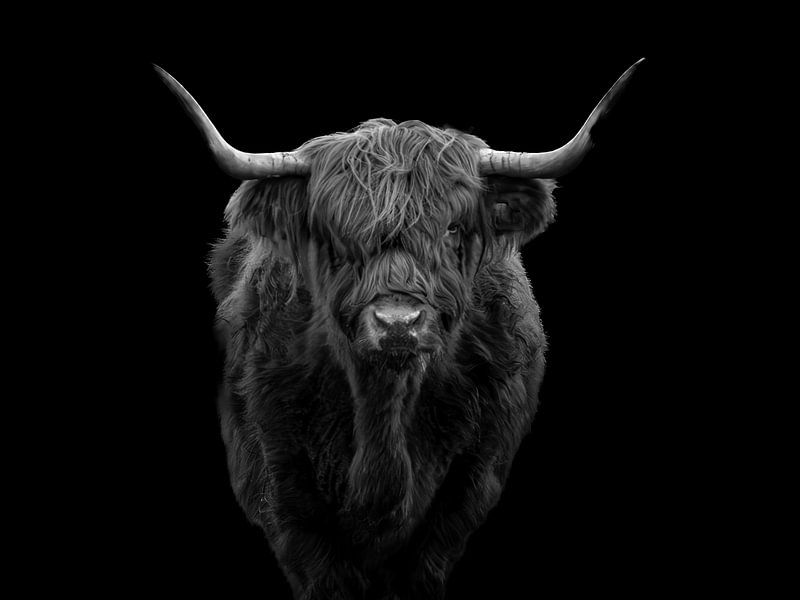 Schottischer Highlander - Schwarz und Weiß von jorrick Mulder